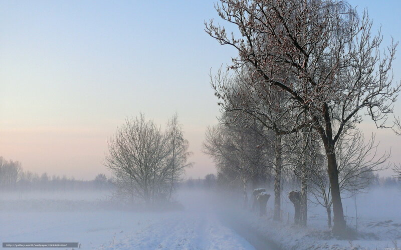 Snow-covered Trees in Fog — White, Serene