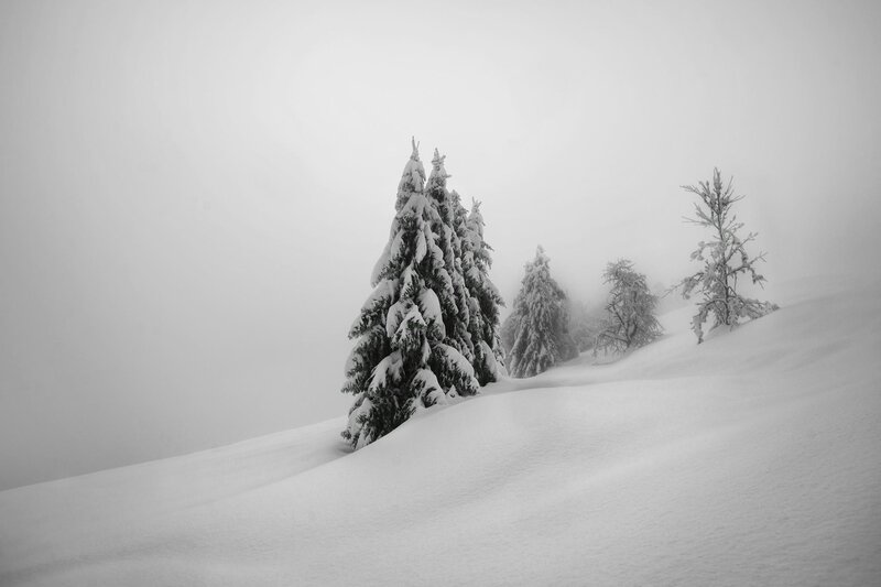 Snow-covered Trees in Fog — White, Serene, Winter