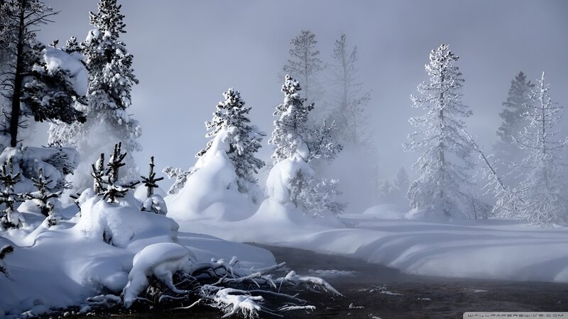 Snow-covered Trees in Fog — White