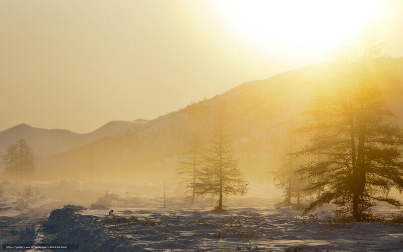 Snow-covered Trees in Fog — Yellow