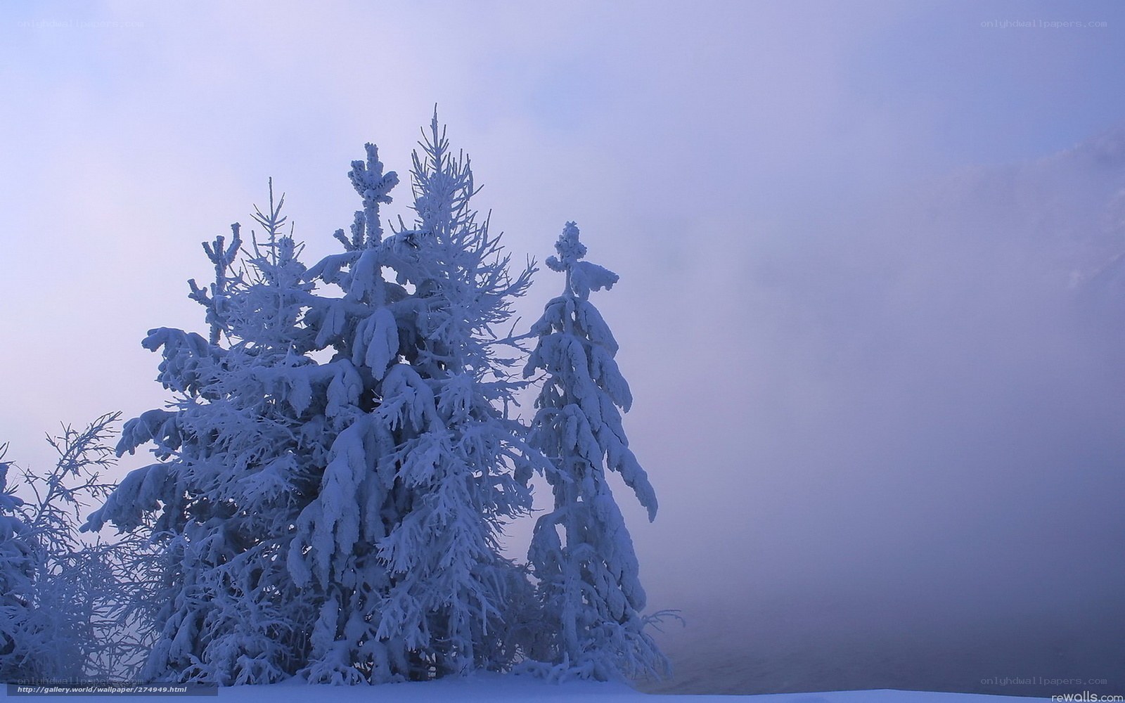 Snow-covered trees in fog