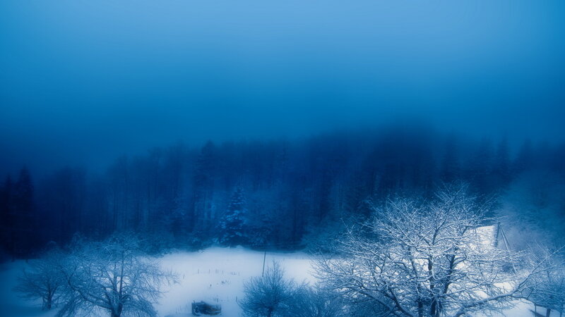 Snow-covered Trees in Forest — Blue, Cold, Misty