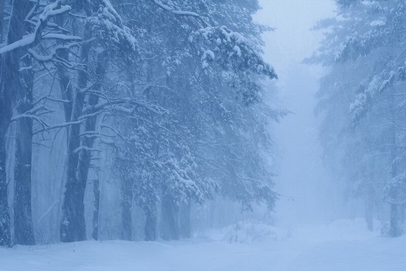 Snow-covered Trees in Forest — Blue, Cold, Serene