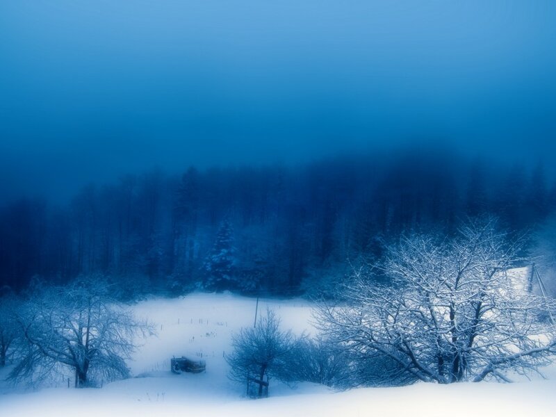 Snow-covered Trees in Forest — Blue, Cold, Winter