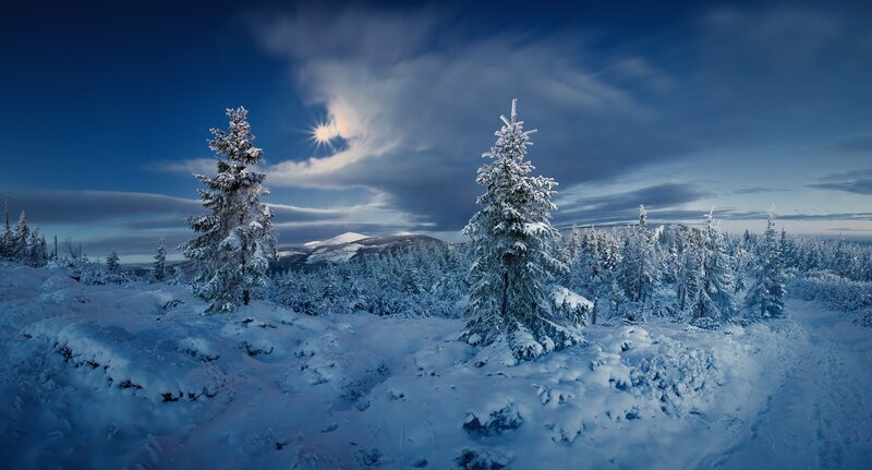 Snow-covered Trees in Forest — Blue, Serene, Night