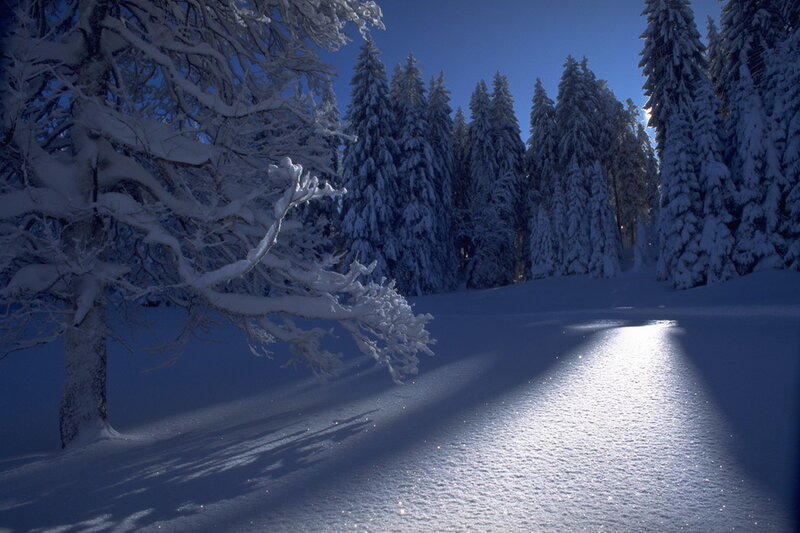 Snow-covered Trees in Forest — Blue, Serene