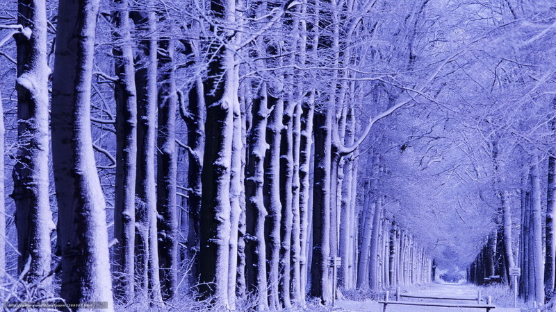 Snow-covered Trees in Forest — Blue, Serene, Winter, Photograph, Path, Fence
