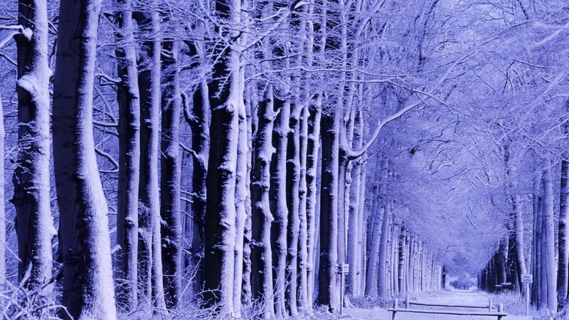 Snow-covered Trees in Forest — Blue, Serene, Winter, Photograph, Path