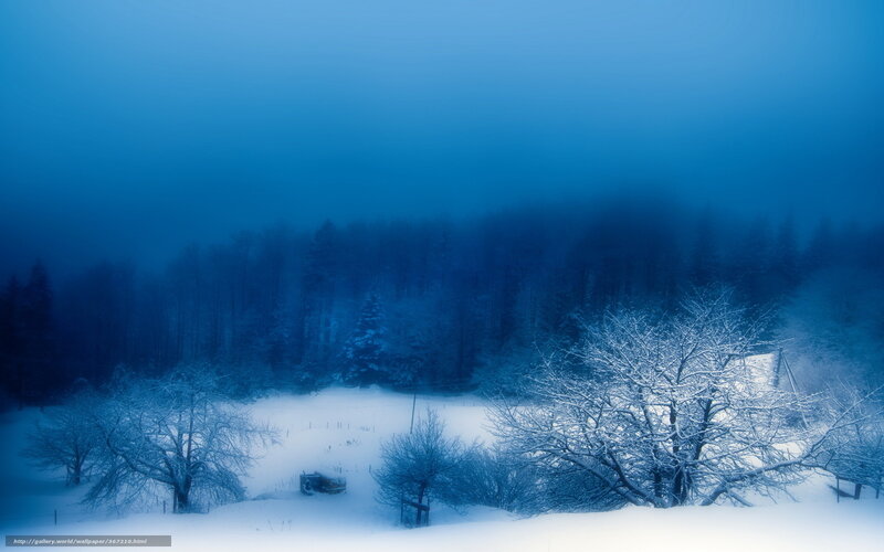 Snow-covered Trees in Forest — Blue, Serene, Winter, Photograph, Snow, Fog