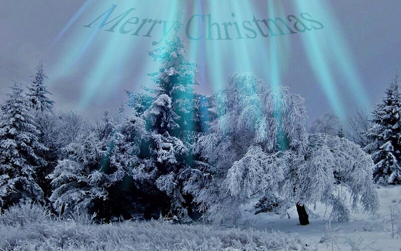Snow-covered Trees in Forest — Blue, Serene, Winter, Photograph, Snow, Light Rays