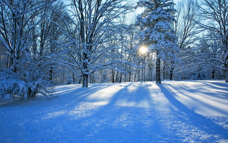 Snow-covered Trees in Forest — Blue, Serene, Winter, Photograph, Snow, Sun