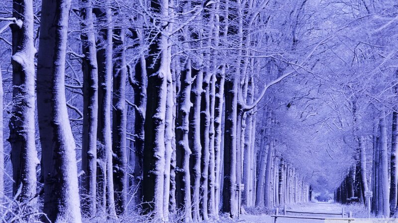 Snow-covered Trees in Forest — Blue, Serene, Winter, Photograph