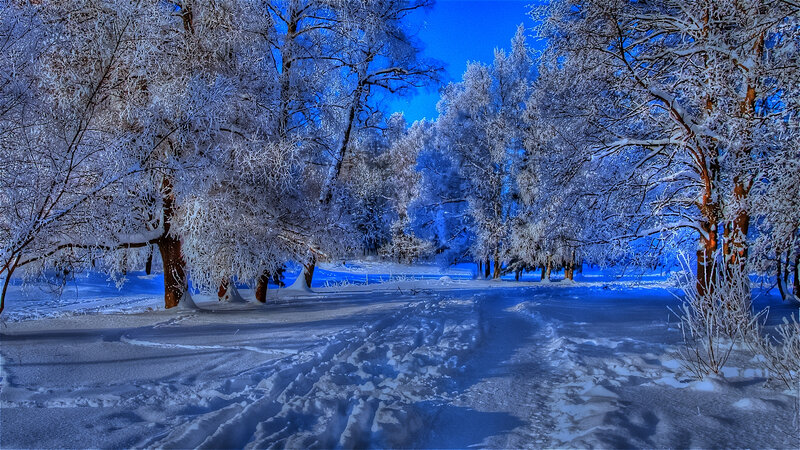 Snow-covered Trees in Forest — Blue, Serene, Winter