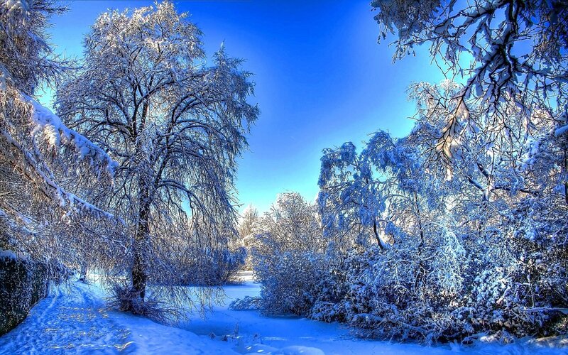Snow-covered Trees in Forest — Blue, Sky