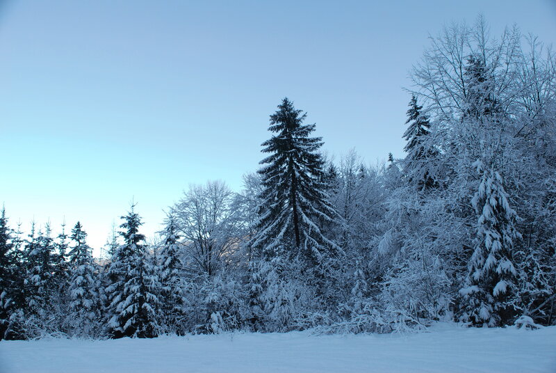 Snow-covered Trees in Forest — Blue
