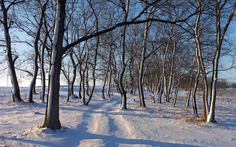 Snow-covered Trees in Forest — Brown