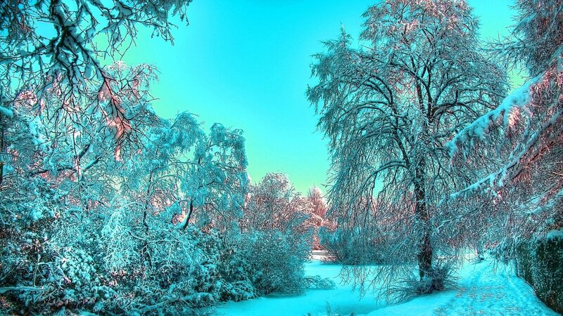 Snow-covered Trees in Forest — Cyan, Serene