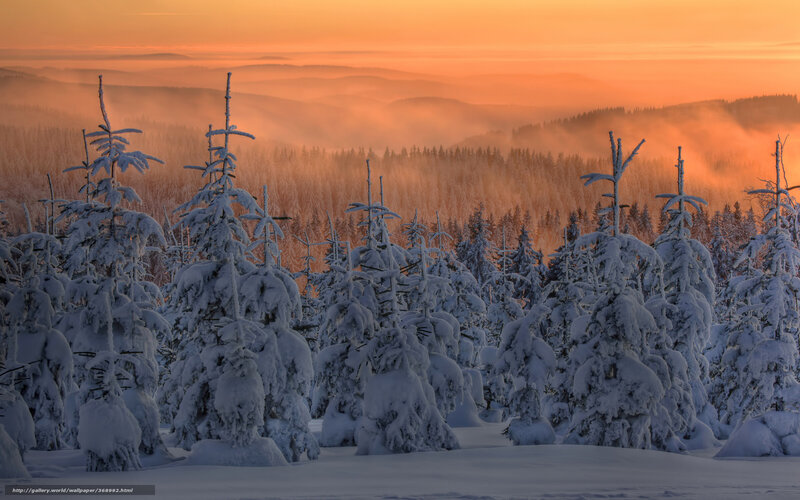 Snow-covered Trees in Forest — Orange, Serene