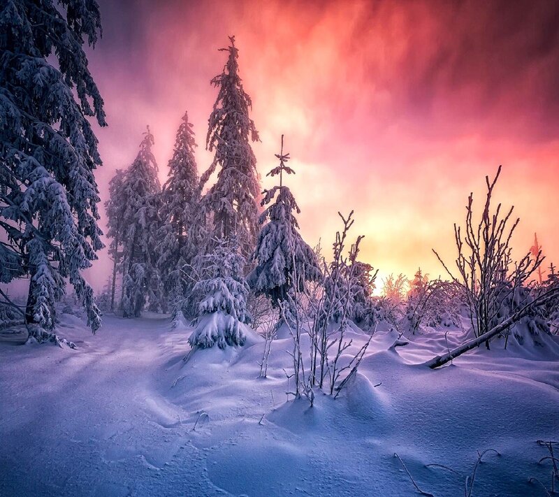 Snow-covered Trees in Forest — Pink, Dramatic