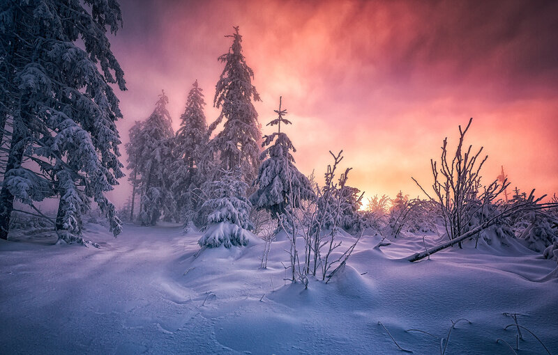 Snow-covered Trees in Forest — Pink