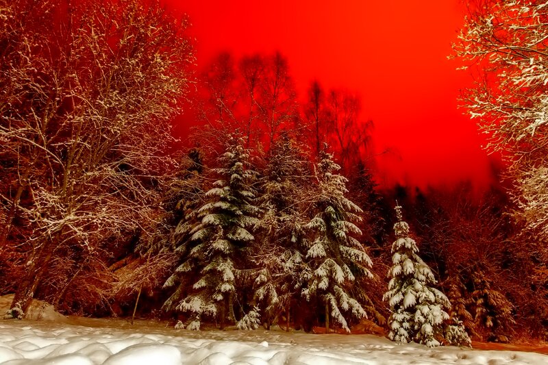 Snow-covered Trees in Forest — Red