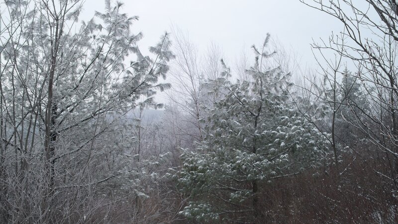 Snow-covered Trees in Forest — White, Calm