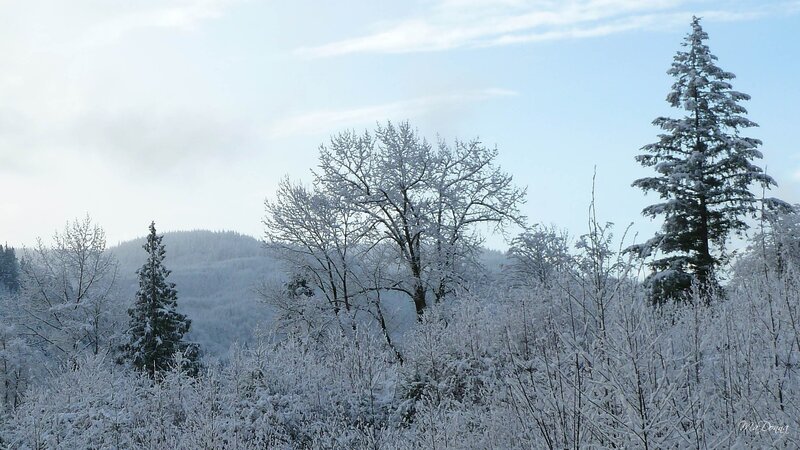 Snow-covered Trees in Forest — White, Calm, Winter