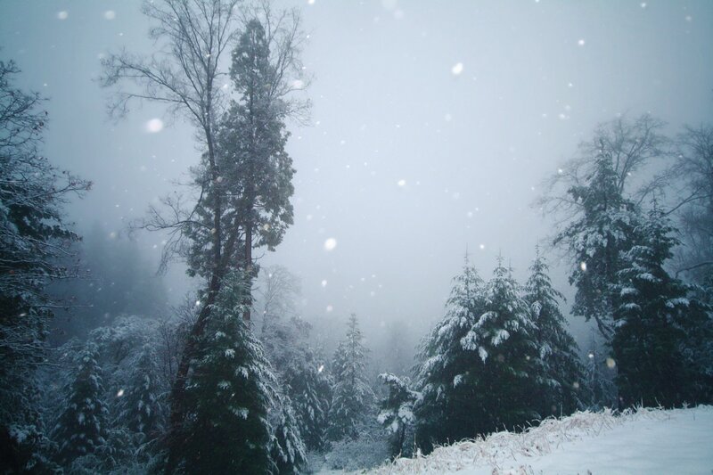 Snow-covered Trees in Forest — White, Cold, Serene