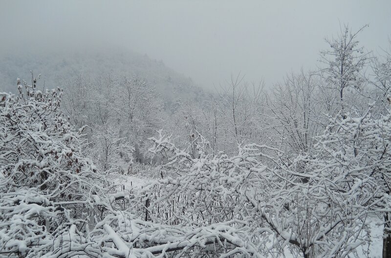 Snow-covered Trees in Forest — White, Cold