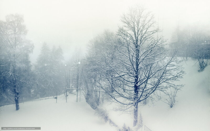 Snow-covered Trees in Forest — White, Cold, Winter, Photograph, Snow, Fog