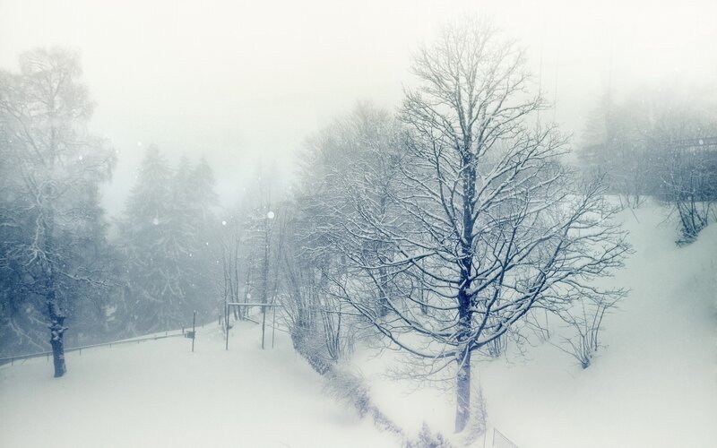 Snow-covered Trees in Forest — White, Cold, Winter, Photograph, Snow
