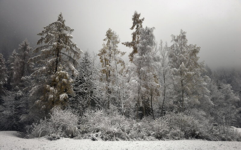 Snow-covered Trees in Forest — White, Cold, Winter, Photograph