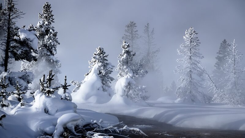 Snow-covered Trees in Forest — White, Cold, Winter