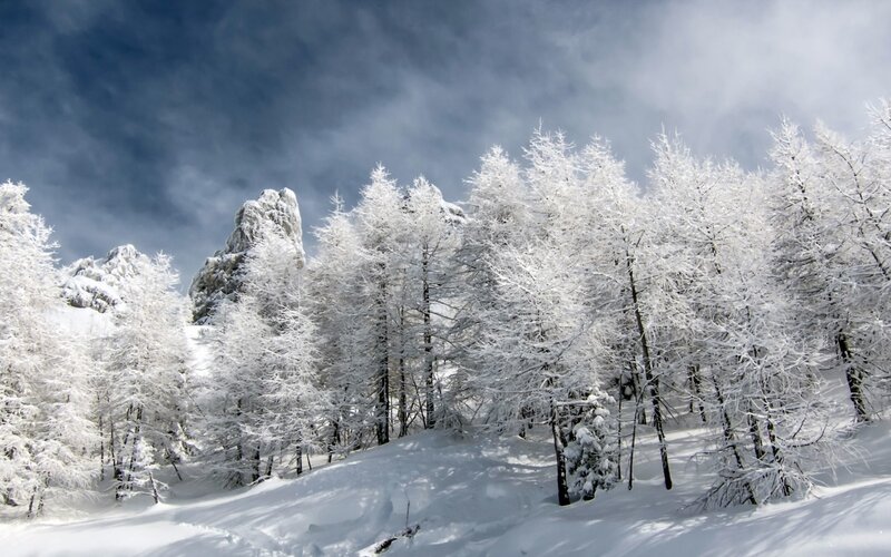 Snow-covered Trees in Forest — White, Dramatic