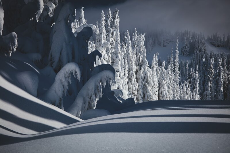 Snow-covered Trees in Forest — White, Dramatic, Winter, Photograph, Snow
