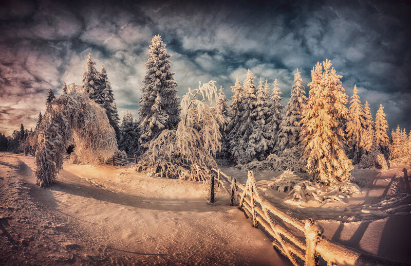 Snow-covered Trees in Forest — White, Dramatic, Winter, Photograph