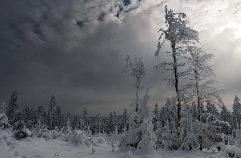 Snow-covered Trees in Forest — White, Dramatic, Winter