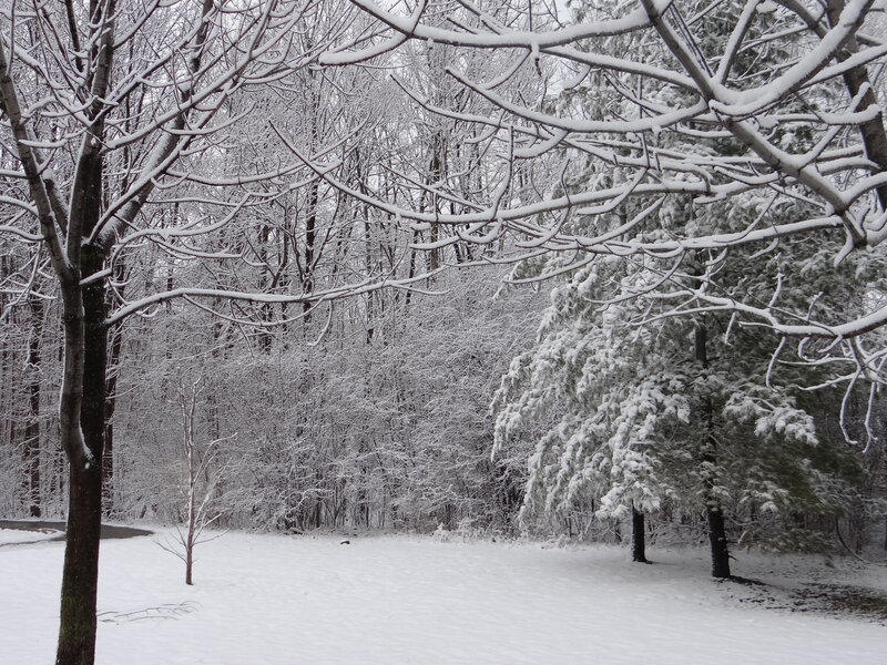 Snow-covered Trees in Forest — White, Quiet