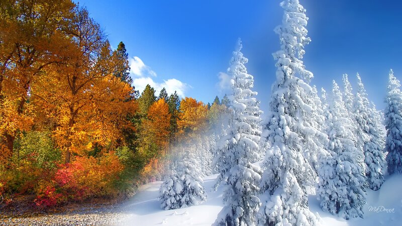 Snow-covered Trees in Forest — White, Serene, Autumn