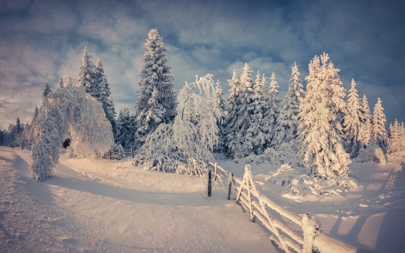 Snow-covered Trees in Forest — White, Serene, Winter, Photograph, Fence, Snow