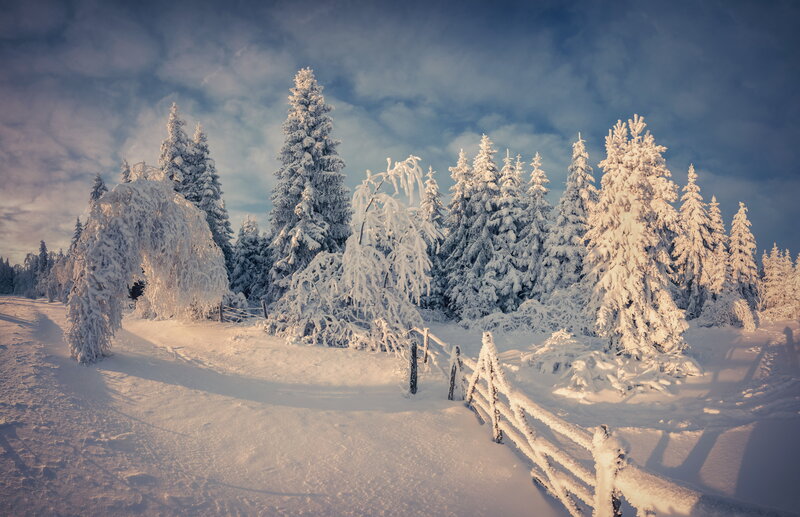Snow-covered Trees in Forest — White, Serene, Winter, Photograph, Fence