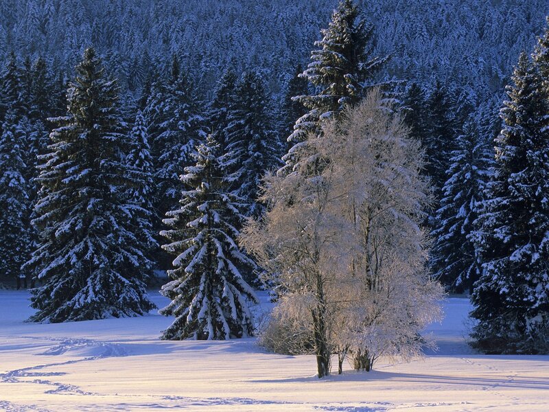 Snow-covered Trees in Forest — White, Serene, Winter, Photograph, Snow, Blue, Green