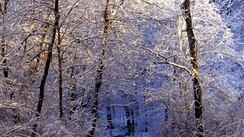Snow-covered Trees in Forest — White, Serene, Winter, Photograph, Snow, Branches, Blue