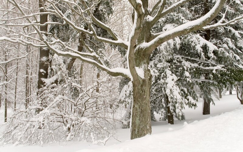 Snow-covered Trees in Forest — White, Serene, Winter, Photograph, Snow, Brown, Green