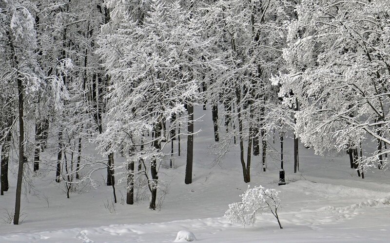 Snow-covered Trees in Forest — White, Serene, Winter, Photograph, Snow, Lamppost