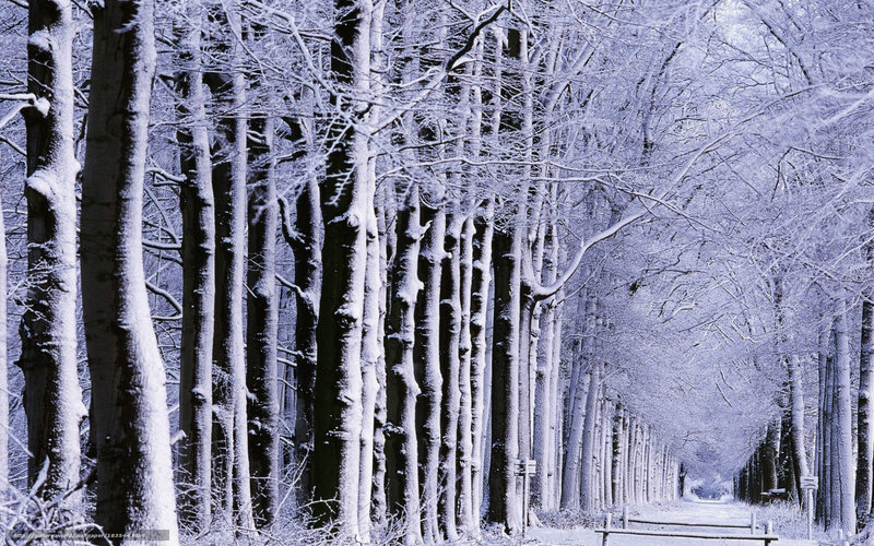 Snow-covered Trees in Forest — White, Serene, Winter, Photograph, Snow, Path