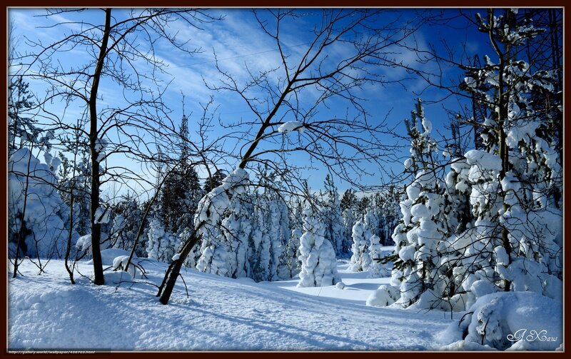 Snow-covered Trees in Forest — White, Serene, Winter, Photograph, Snow, Sky, Branches