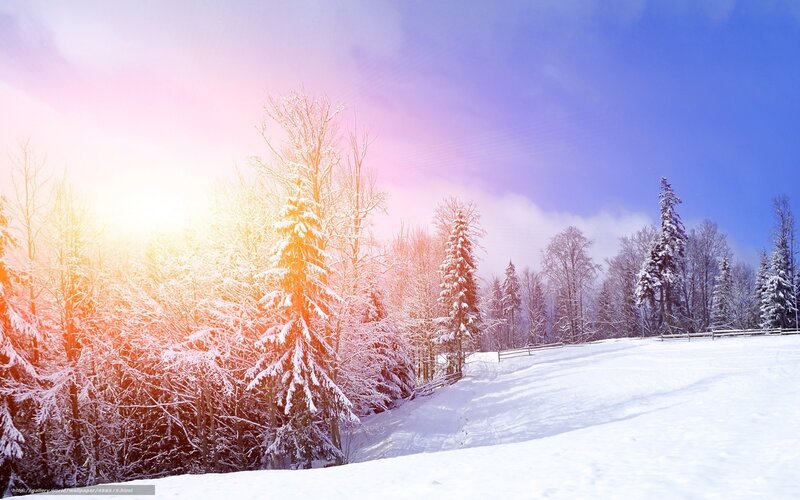 Snow-covered Trees in Forest — White, Serene, Winter, Photograph, Snow, Sky, Sun