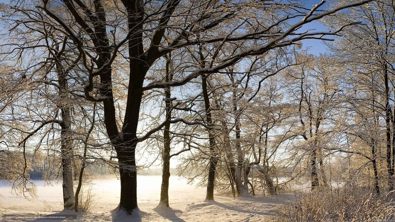 Snow-covered Trees in Forest — White, Serene, Winter, Photograph, Snow, Sunlight, Sky