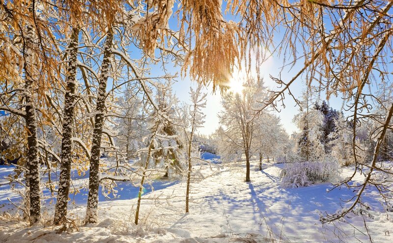 Snow-covered Trees in Forest — White, Serene, Winter, Photograph, Sunlight